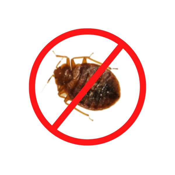 Bed Bug Treatment – GingerBays